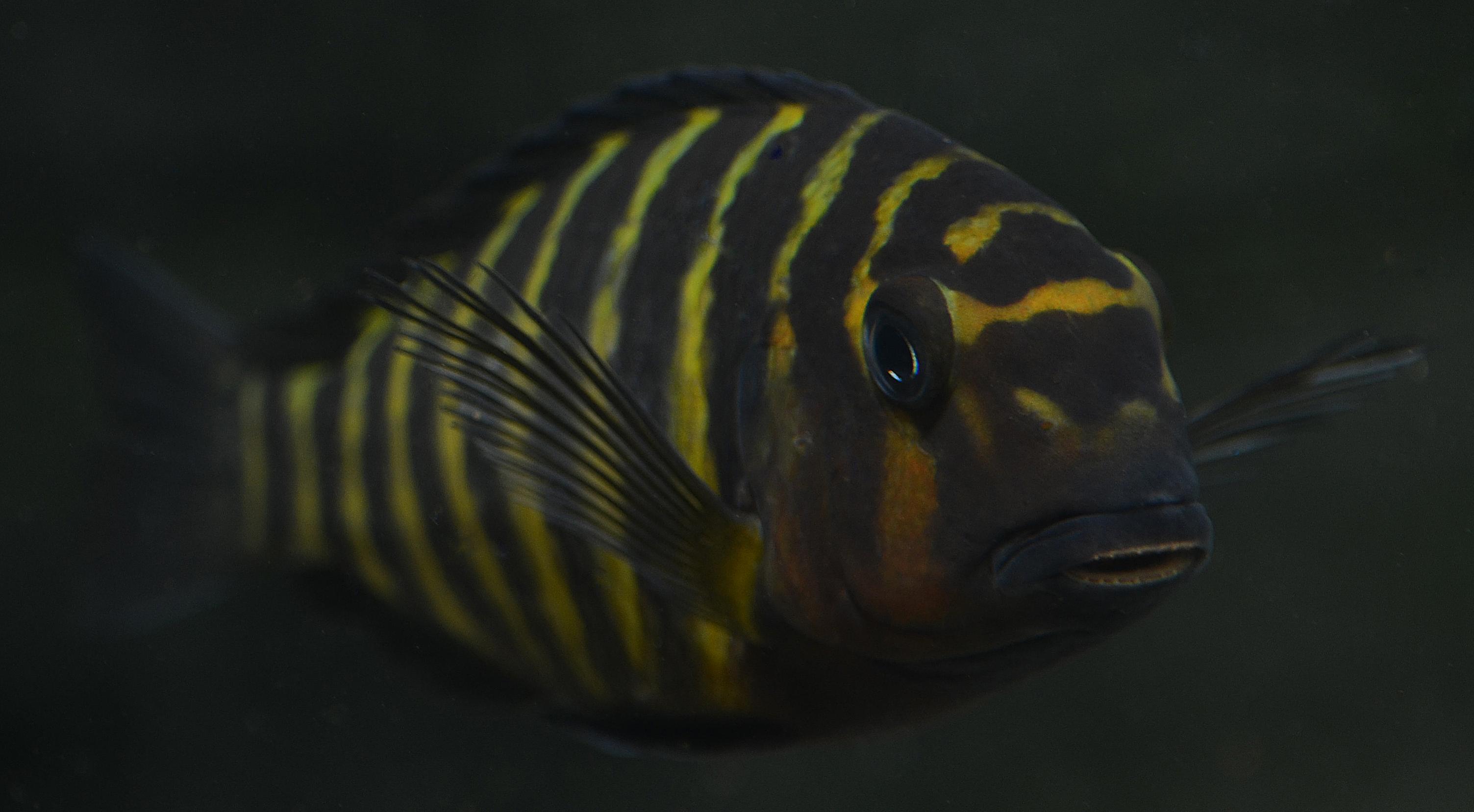red cheek4.jpg
