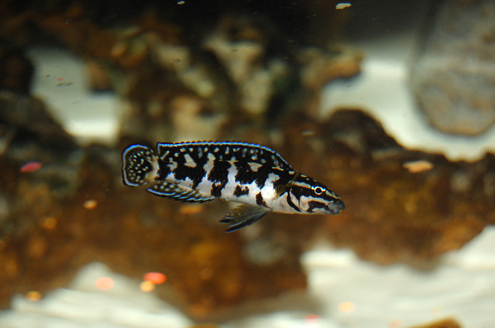 Julidochromis transcriptus1..jpg