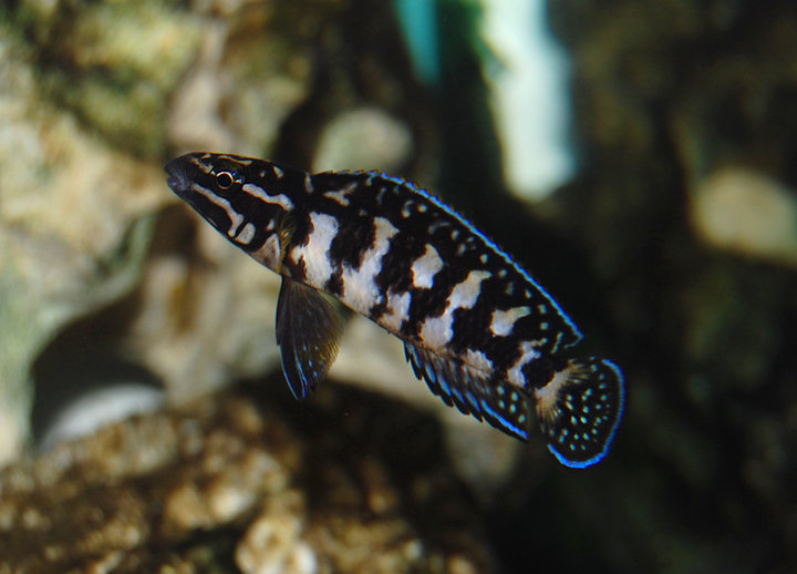 Julidochromis transcriptus2..jpg