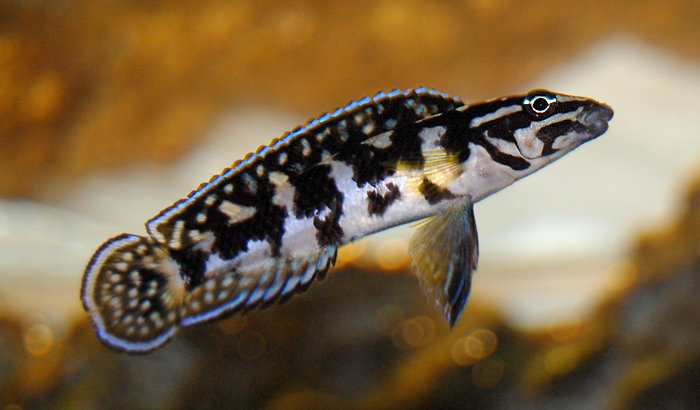Julidochromis transcriptus..jpg