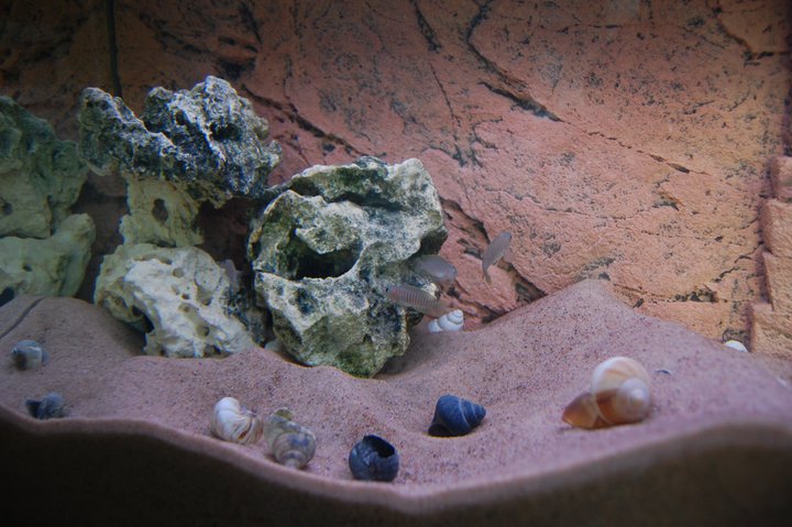 Lamprologus multifasciatus med en liten snäckskalsbank..jpg