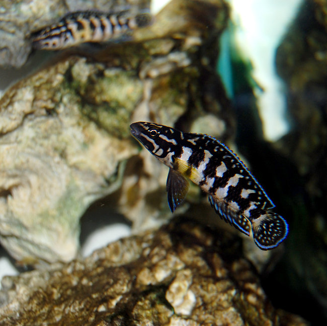 Julidochromis transcriptus3..jpg