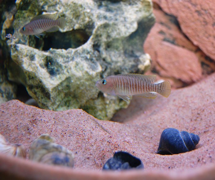 Lamprologus multifasciatus1..jpg