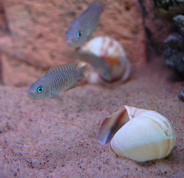 Lamprologus multifasciatus2..jpg