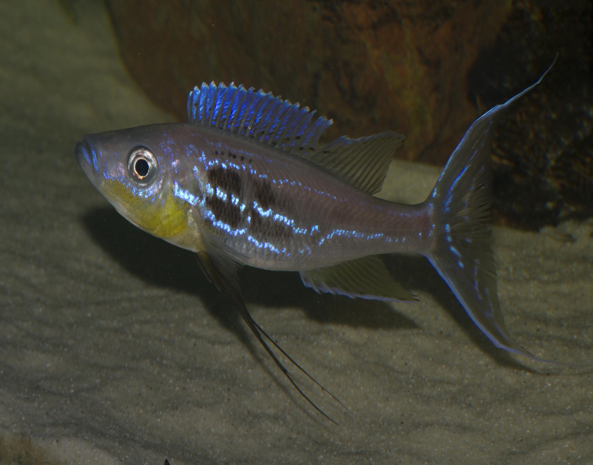 Benthochromis Horii001.jpg