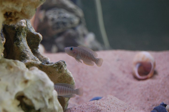 Lamprologus multifasciatus..jpg