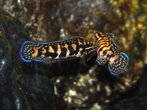 Julidochromis transcriptus kivas lite med varandra..jpg