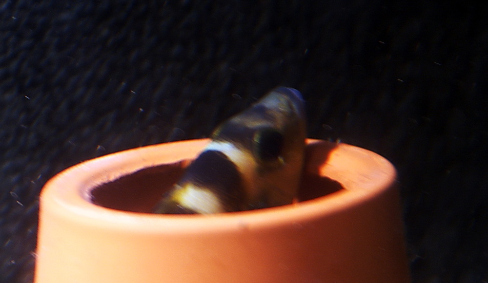 sexfasciatus.jpg