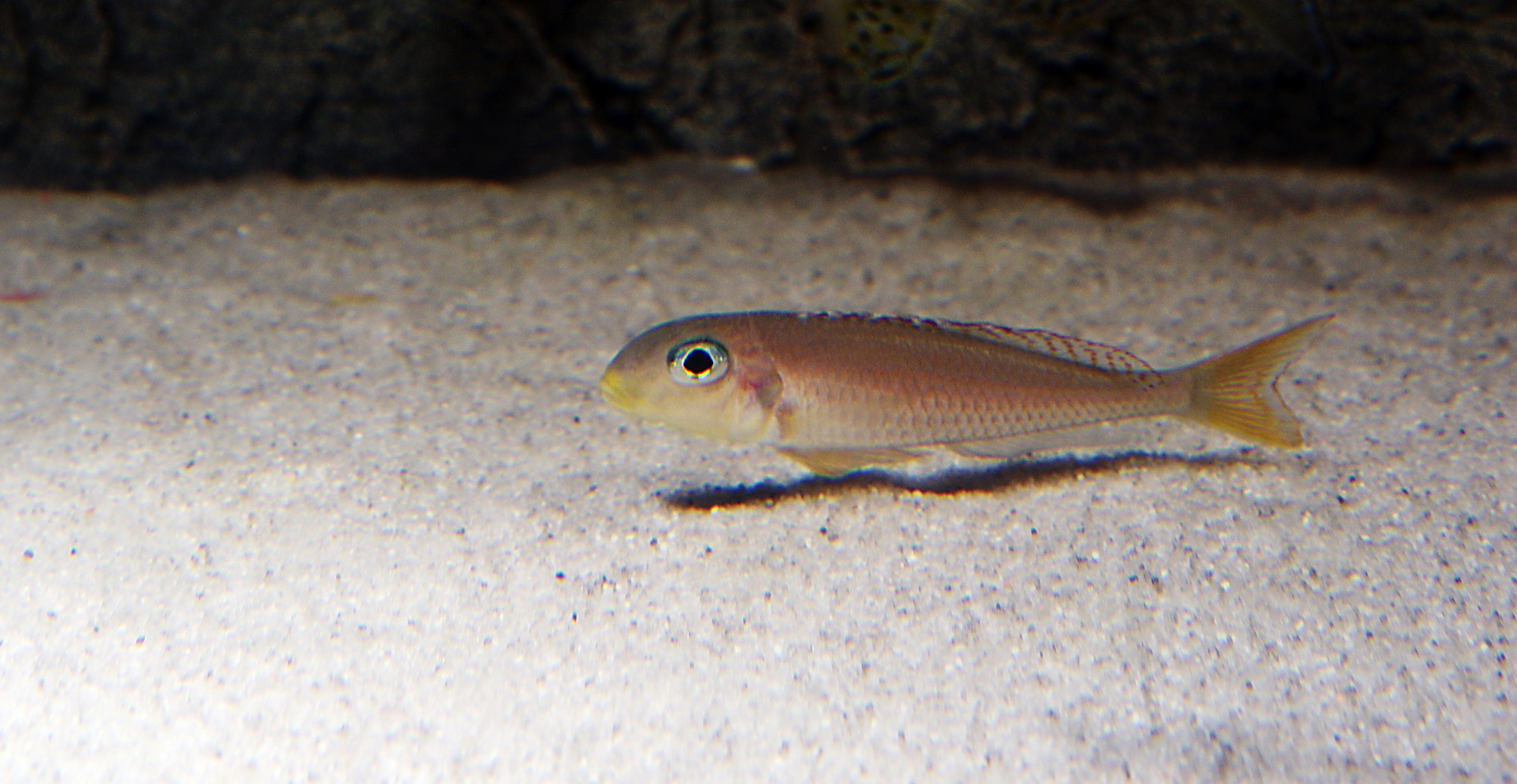 x. flavipinnis red royal kekese.jpg