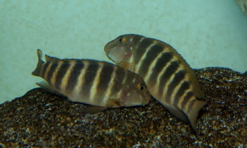 marksmithi spawning.jpg