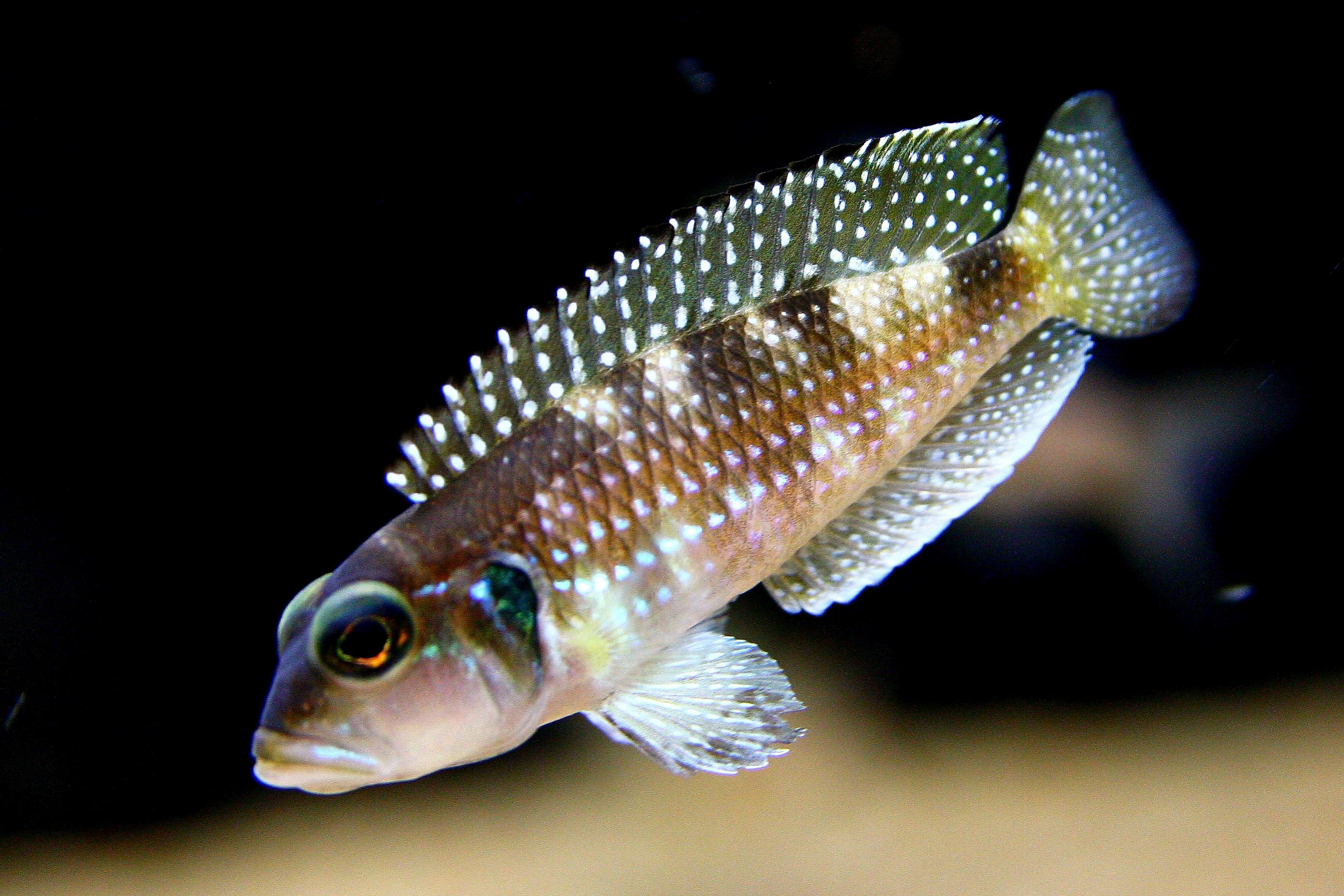 Lamprologus stappersi -beskuren.jpg