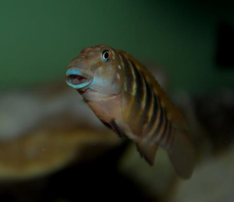 marksmithi.jpg