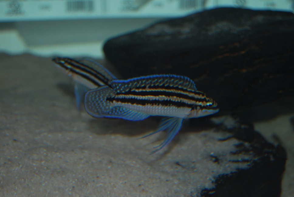 DSC_0029.jpg