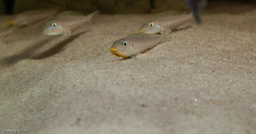 DSC_0065.jpg