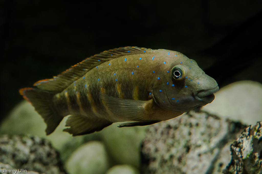 DSC_0209.jpg