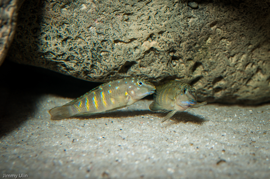 Tanganicodus irsacae.jpg