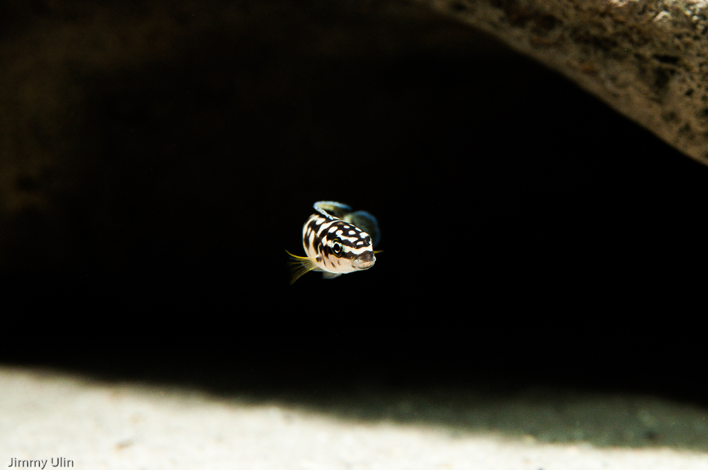 DSC_0227.jpg