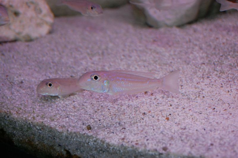 tn_DSC_0334.JPG