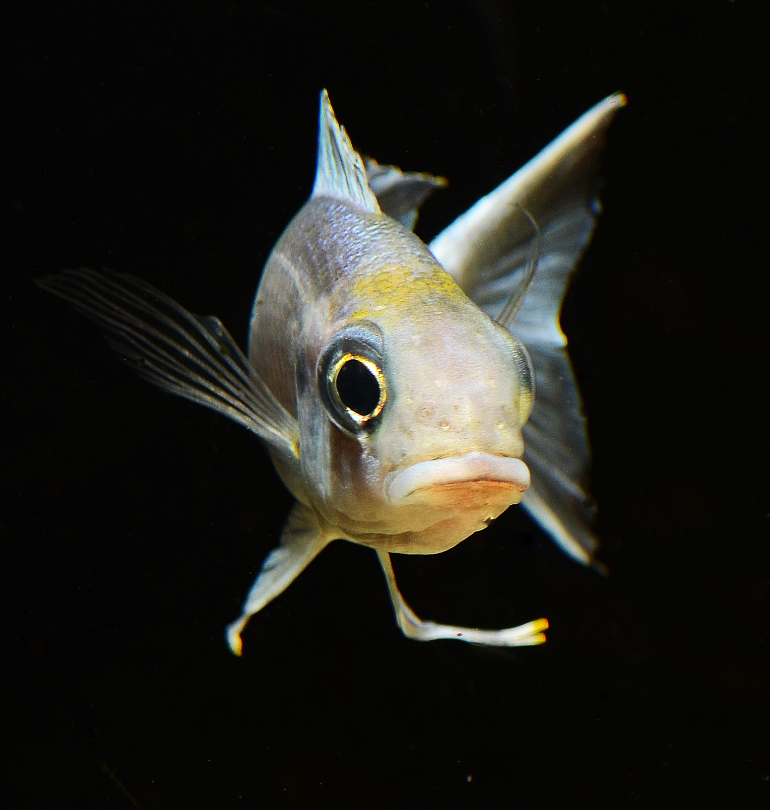 ventralis3.jpg