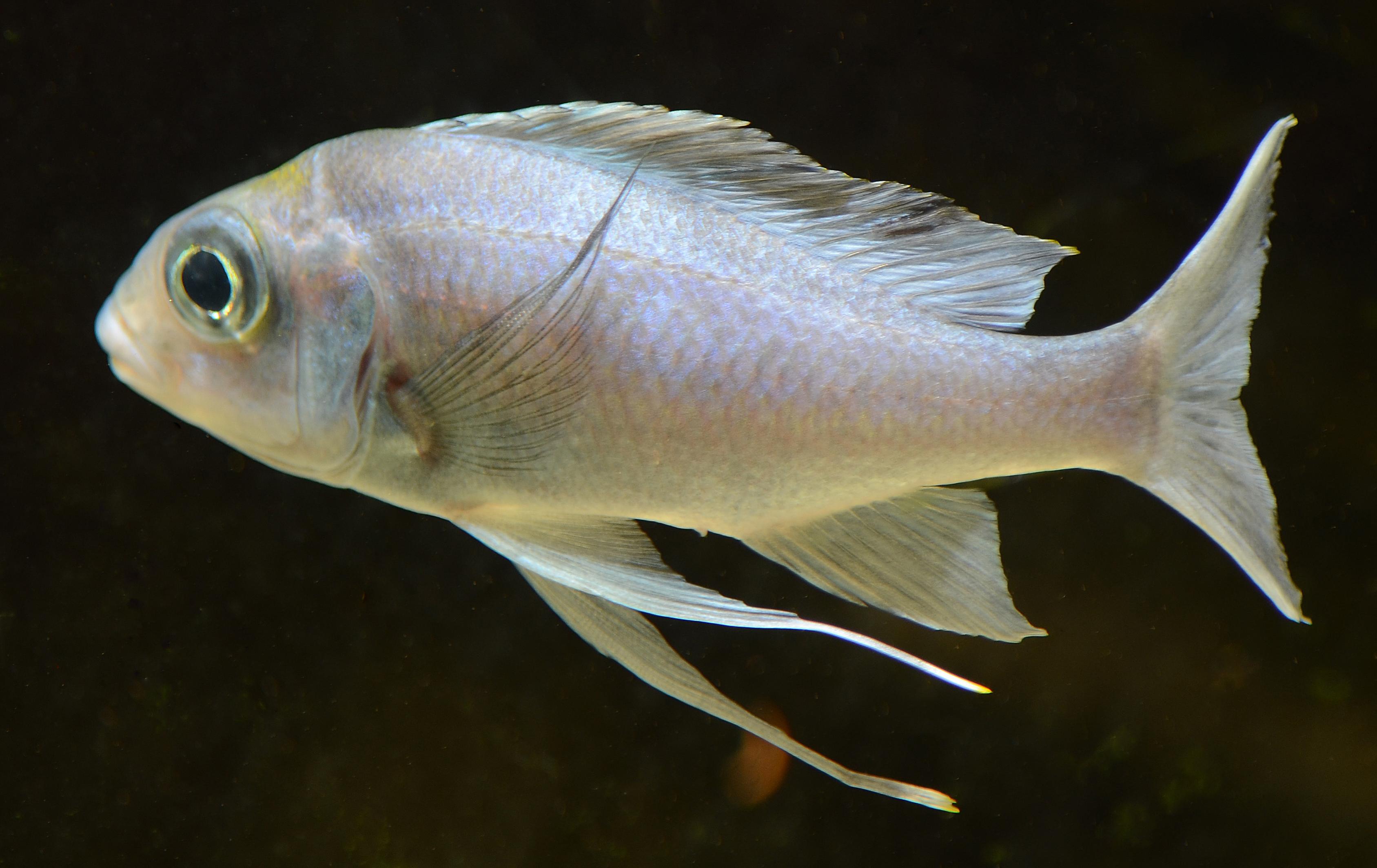 ventralis2.jpg