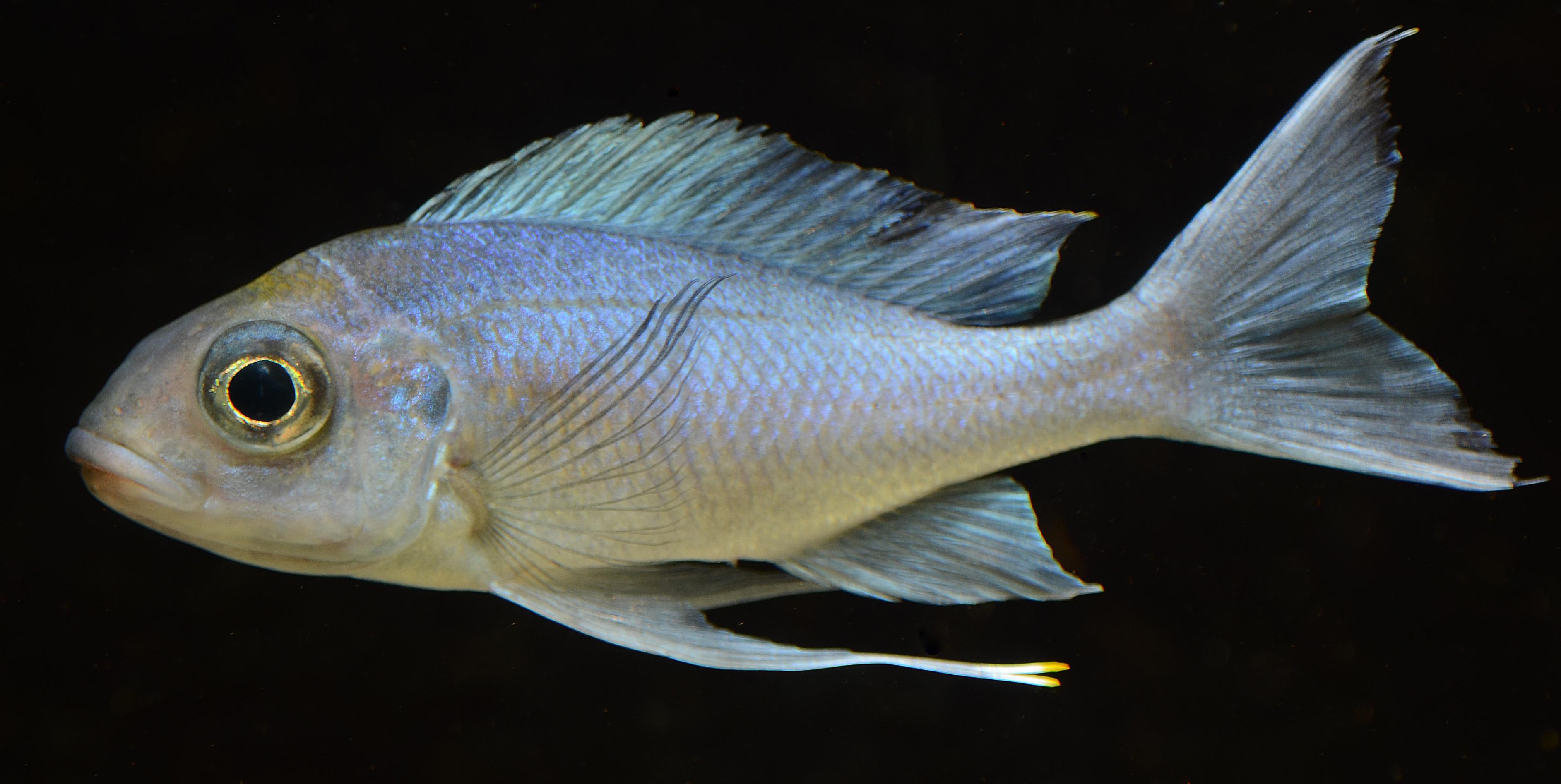 ventralis1.jpg