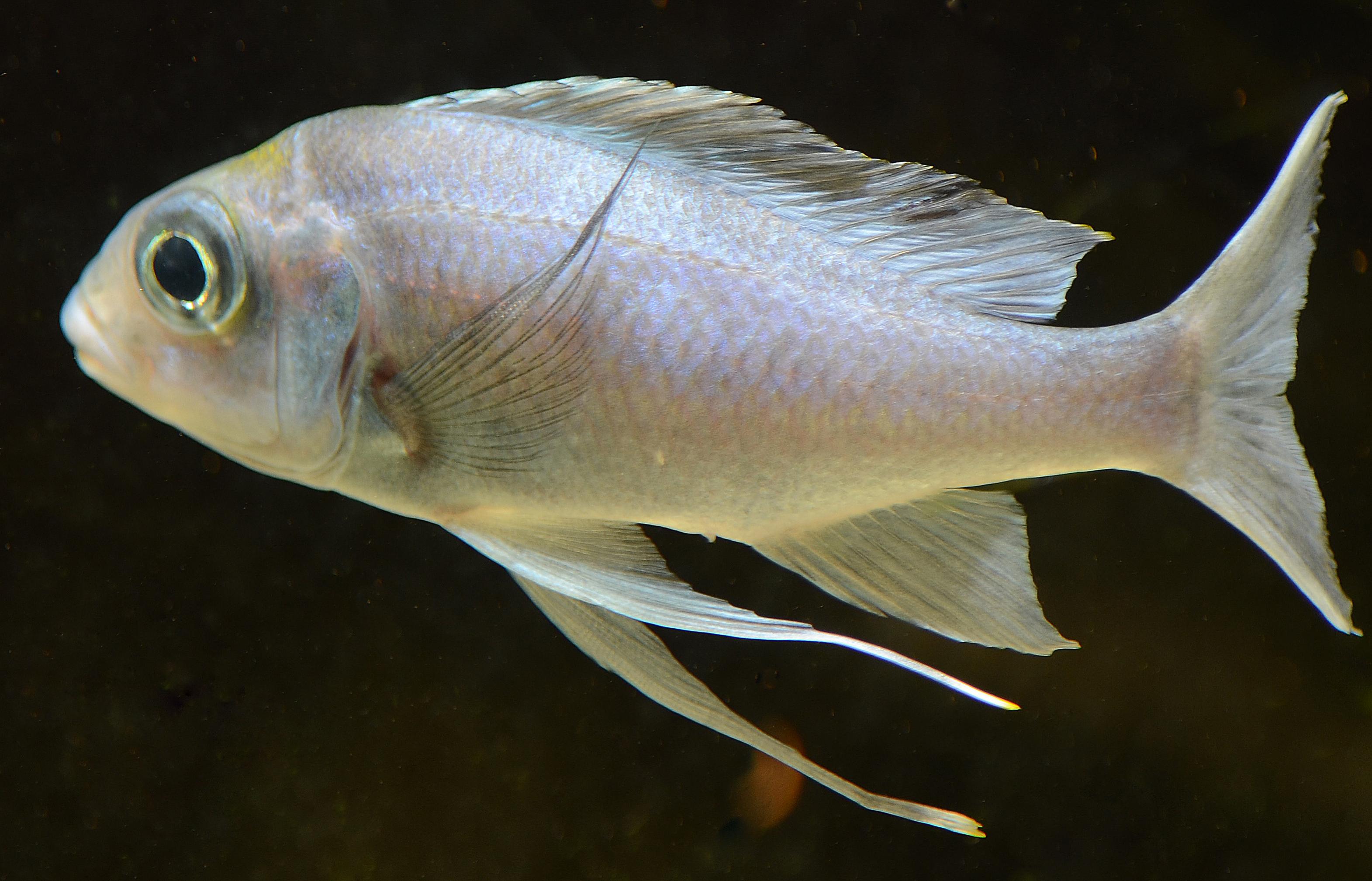 ventralis4.jpg