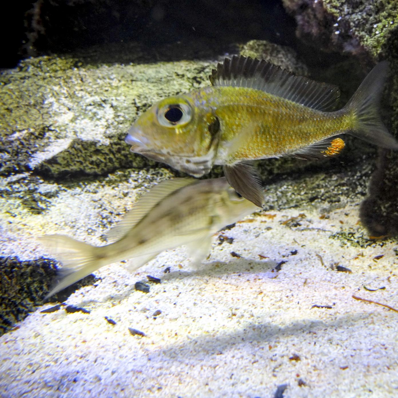 20130918-130918_C.Macrops lek2-2.jpg