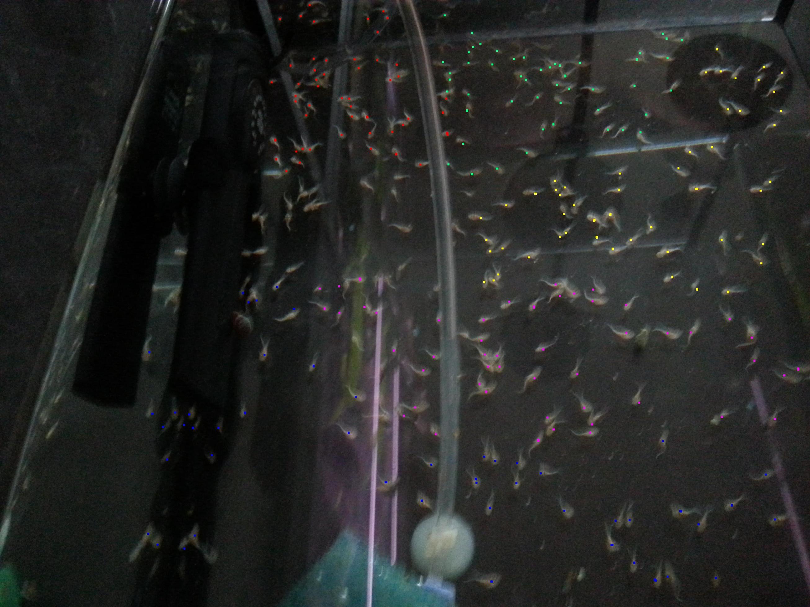 20130427_petricola_raknade.JPG