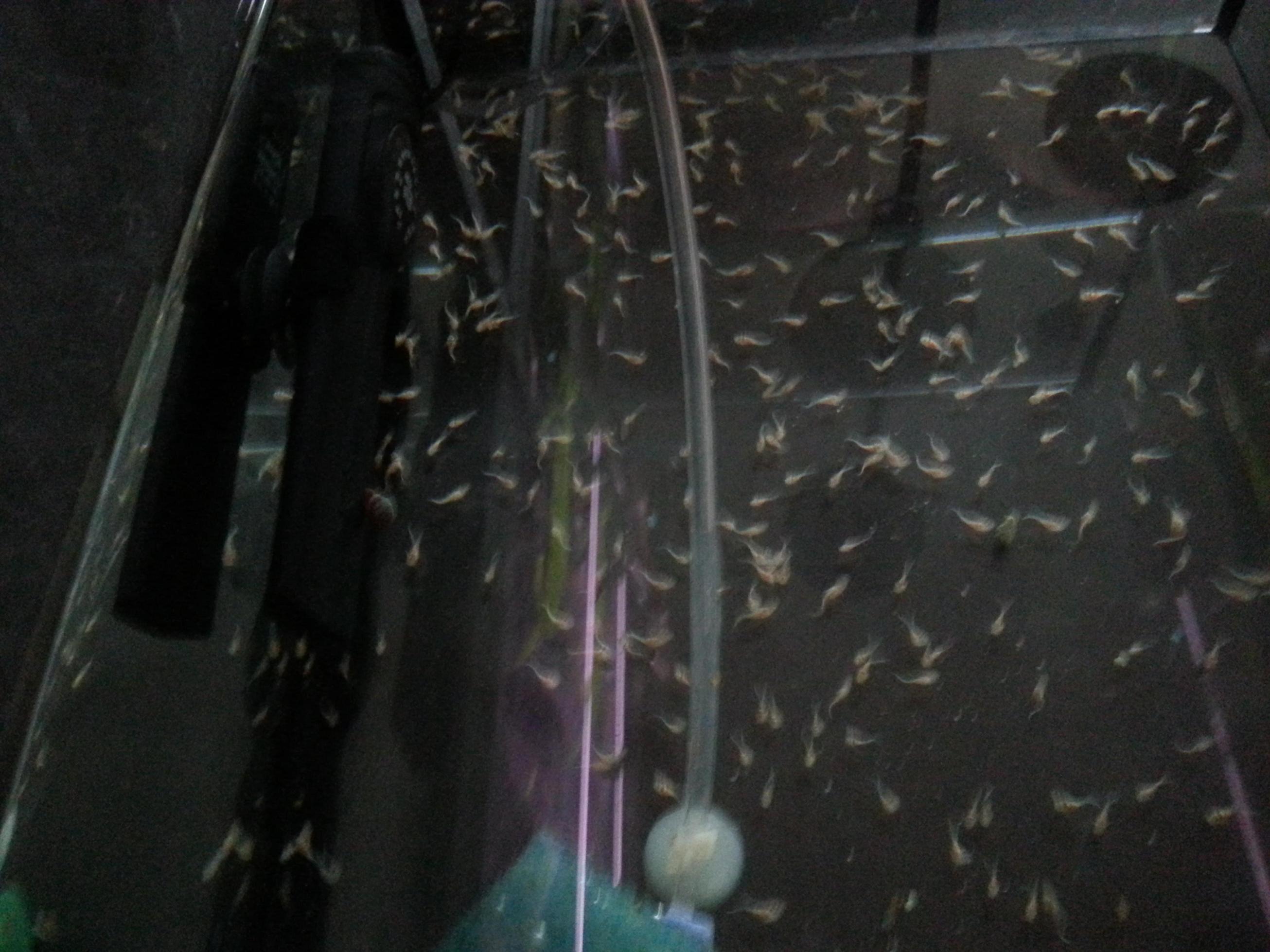 20130427_petricola_rakna.JPG