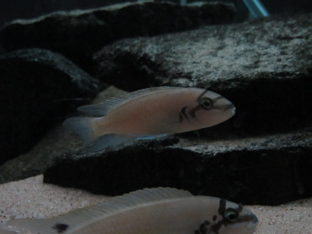 1 fisk 2.JPG