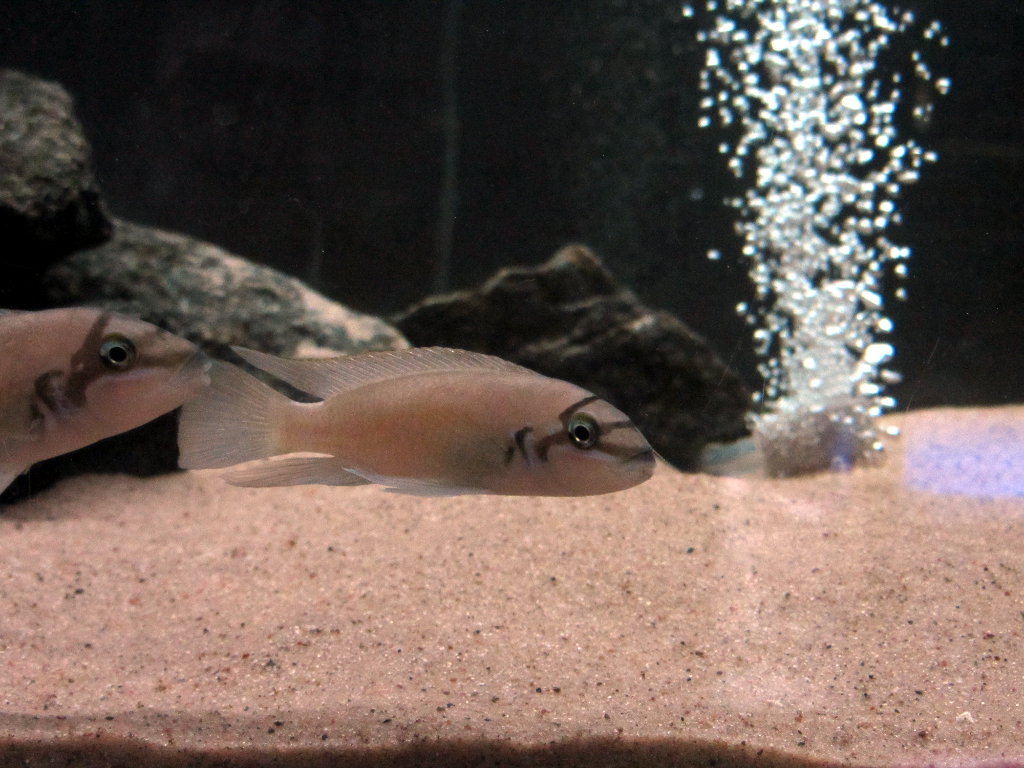1 fisk.JPG