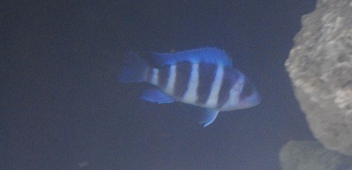Frontosa 1.jpg