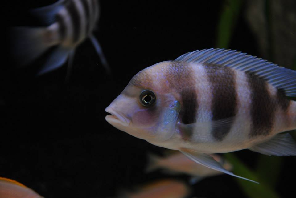 Frontosa 005.jpg