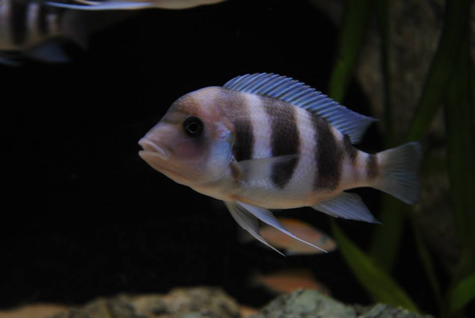 Frontosa 006.jpg