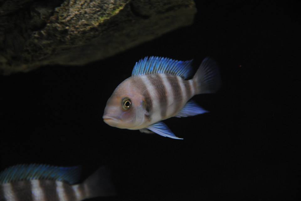 Frontosa 007.jpg