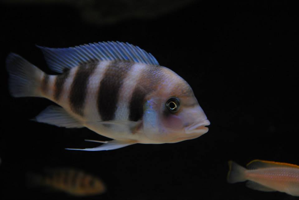 Frontosa 009.jpg