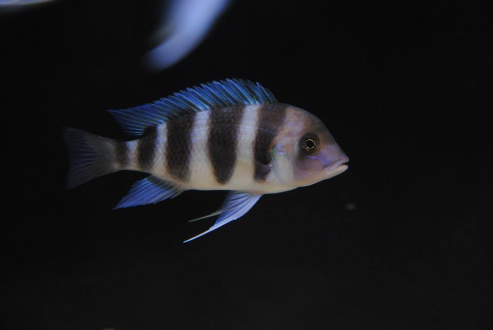 Frontosa 004.jpg