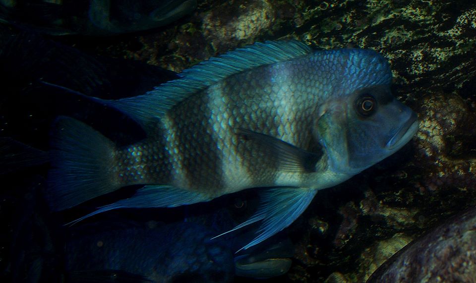 GibberosaIkola.jpg