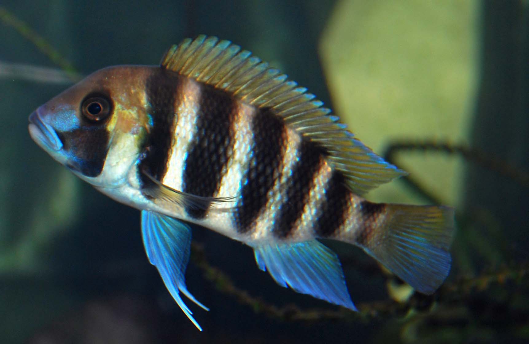 Frontosa20130108-2.jpg
