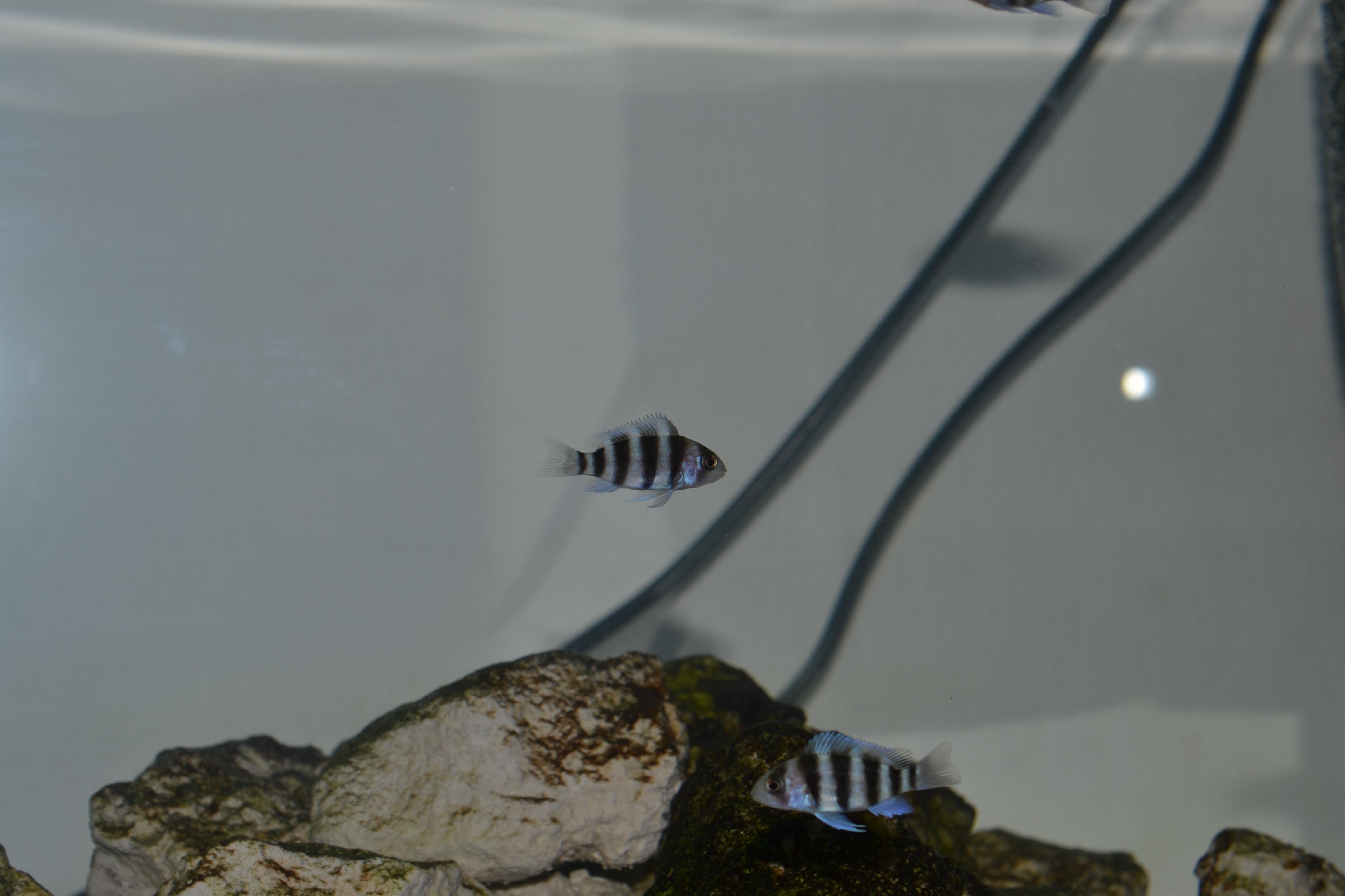 Frontosa 009.jpg
