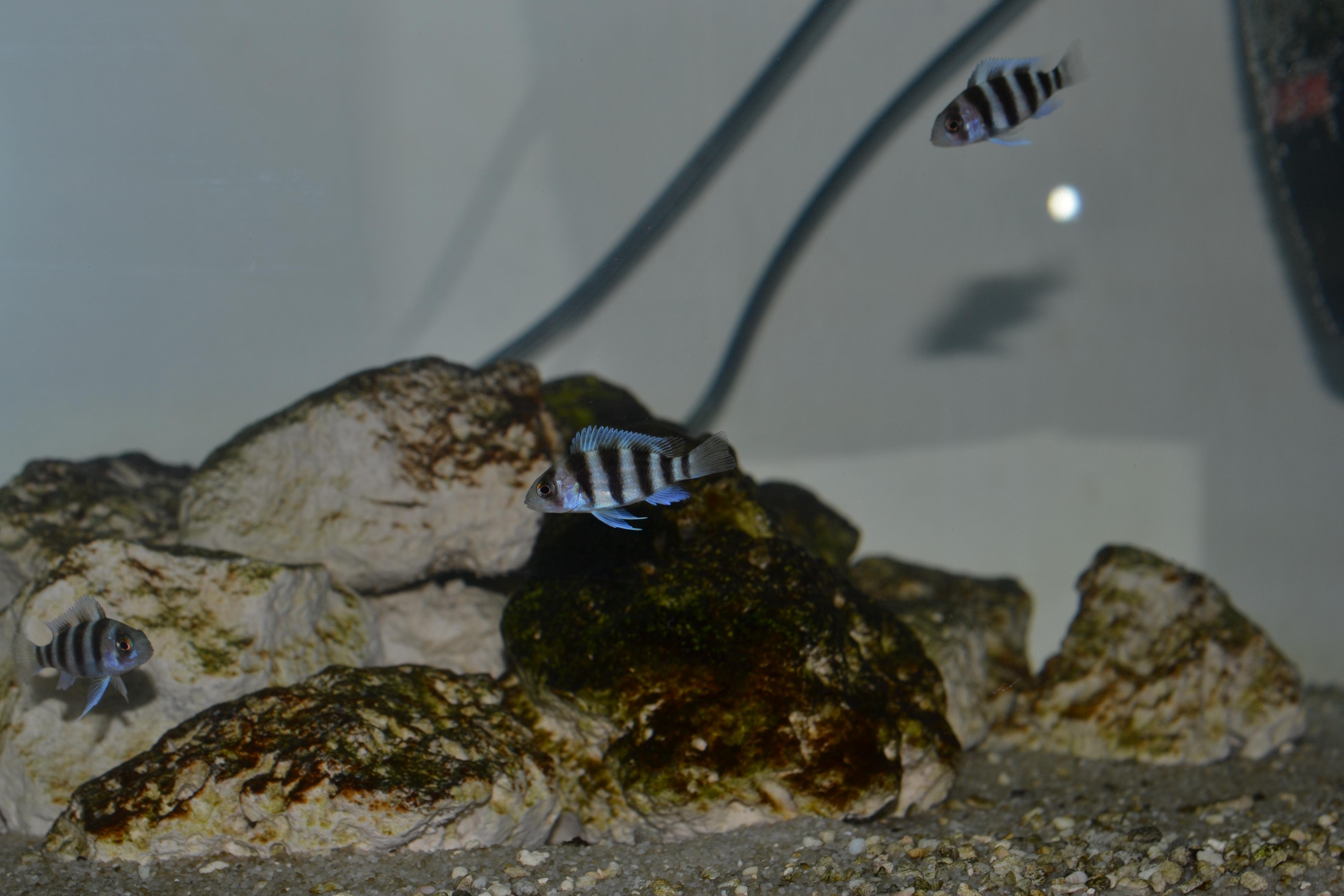 Frontosa 010.jpg