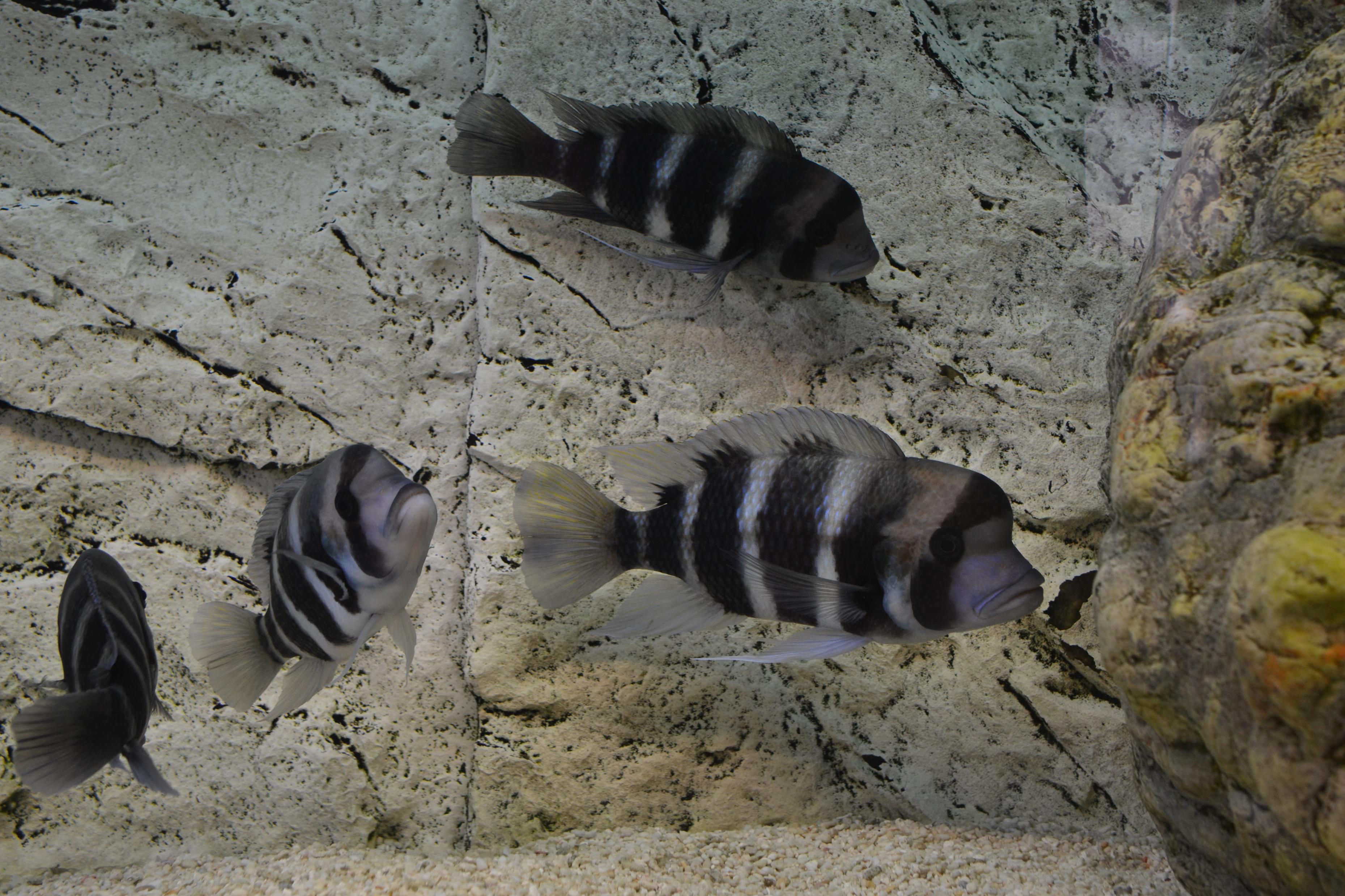 Frontosa 163.jpg