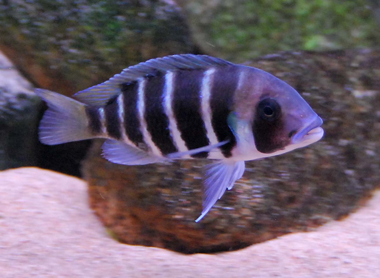frontosa20140112-1.jpg