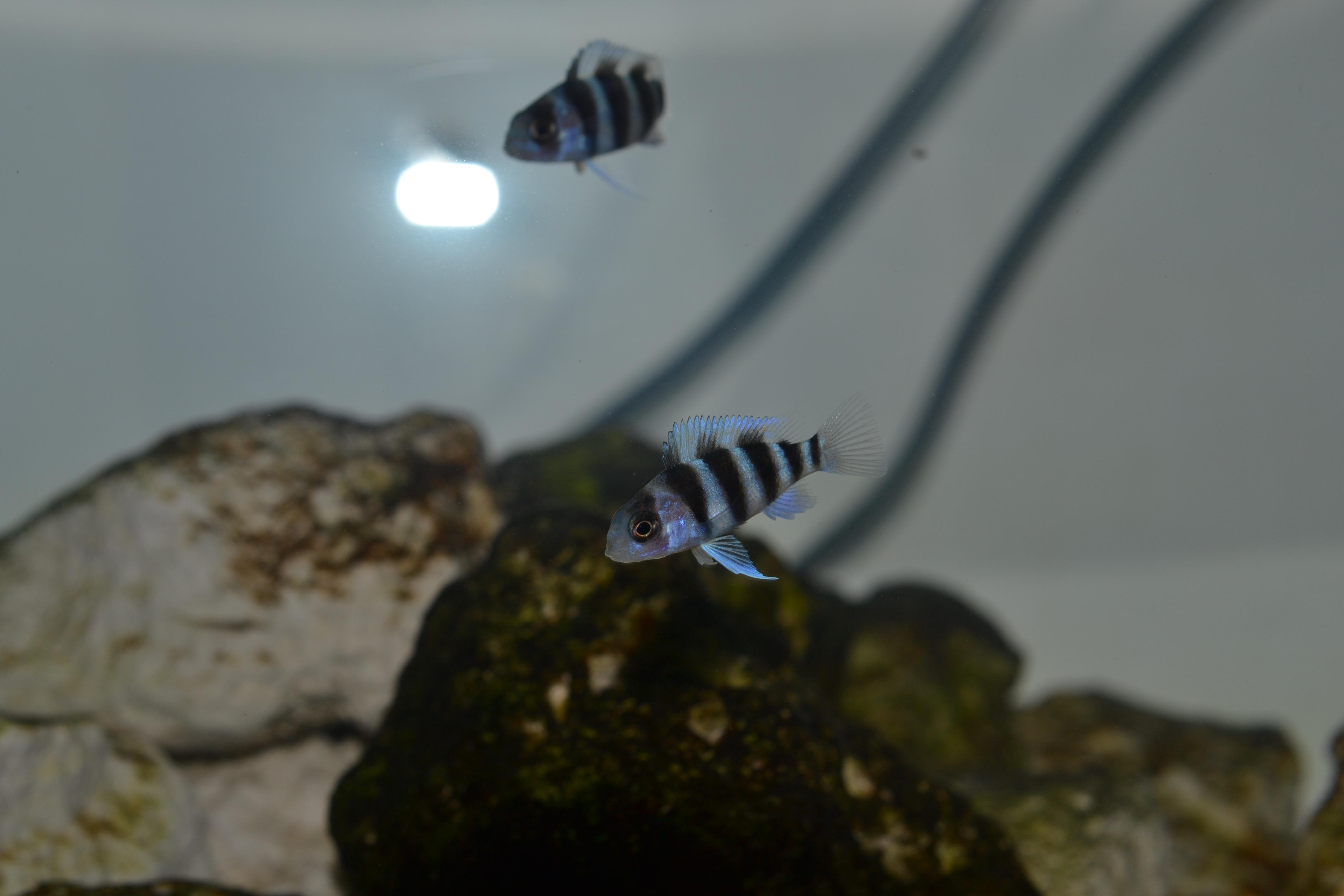 Frontosa 041.jpg