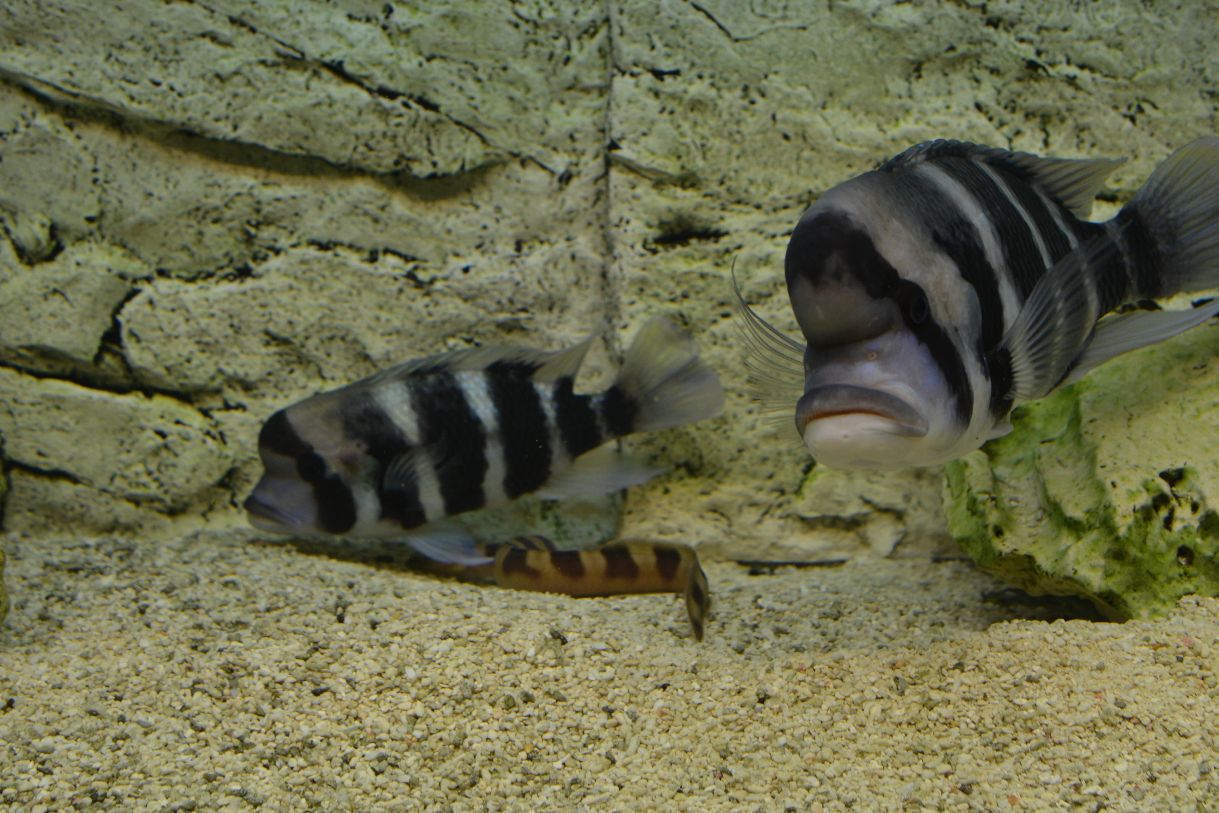 akvariet 009.jpg