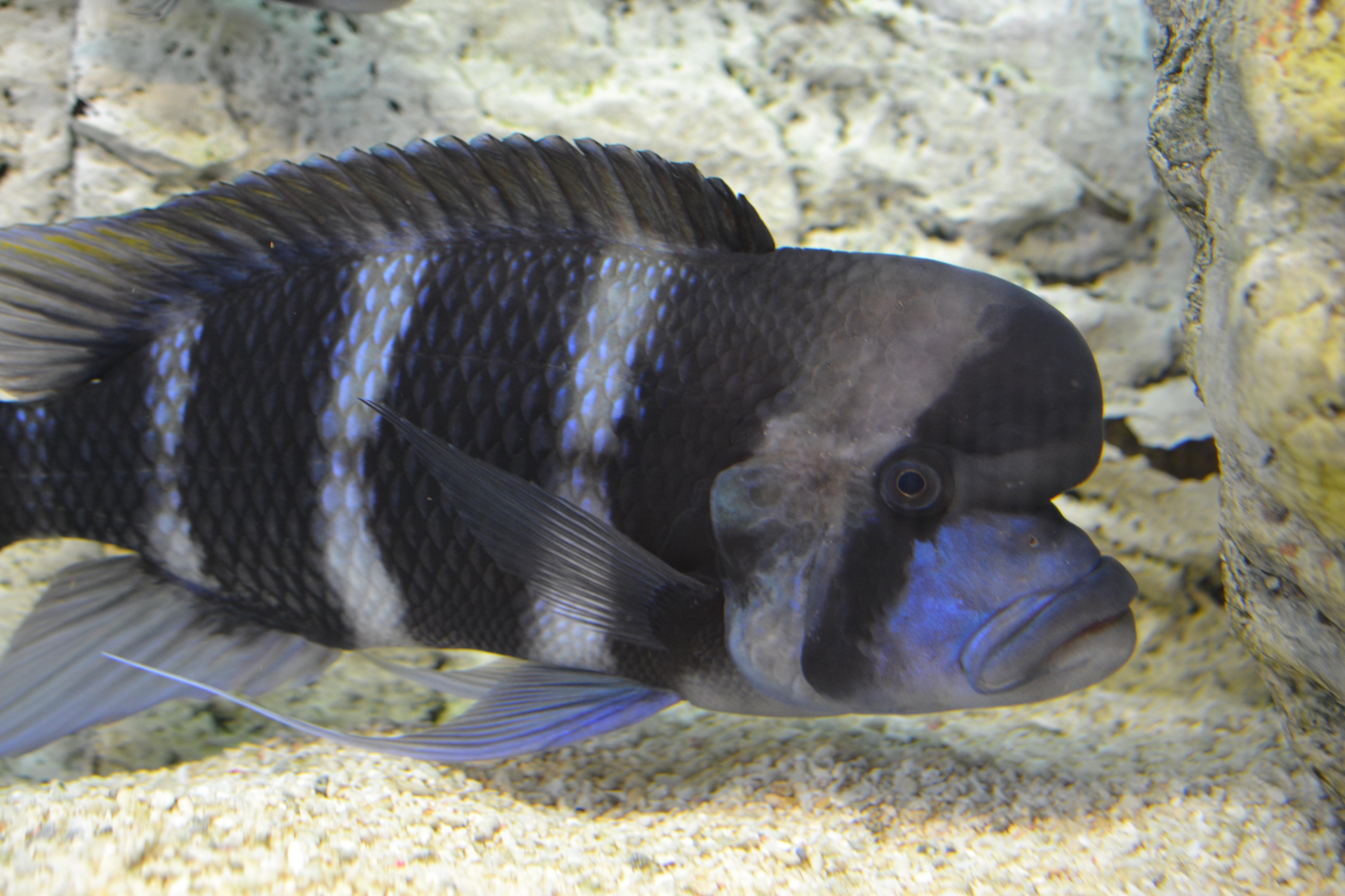 Frontosa 300.jpg