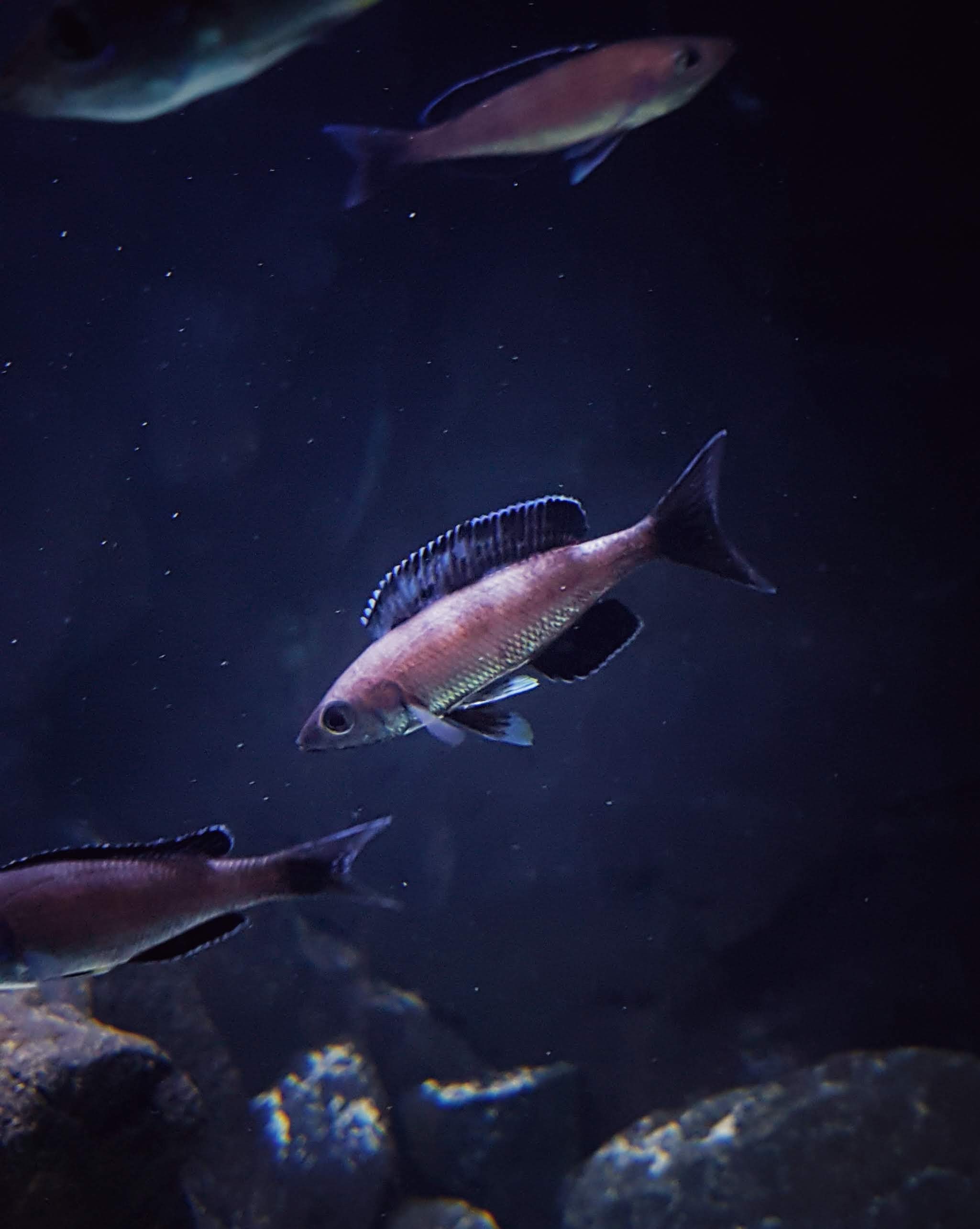 Cyprichromis lemptosoma kitumba