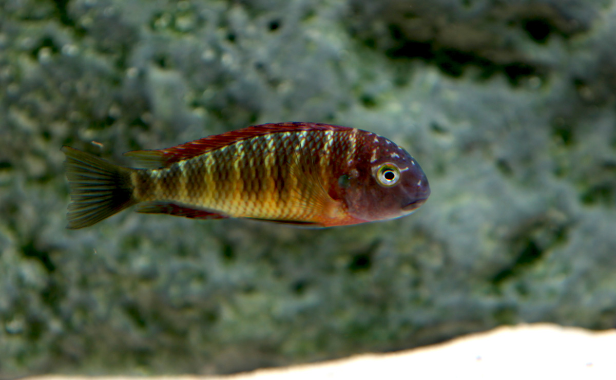 IMG_0027 (kopia).jpg