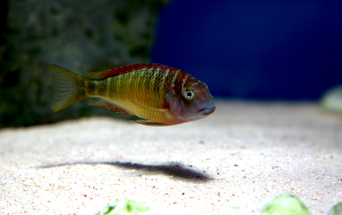 IMG_00151 (kopia).jpg