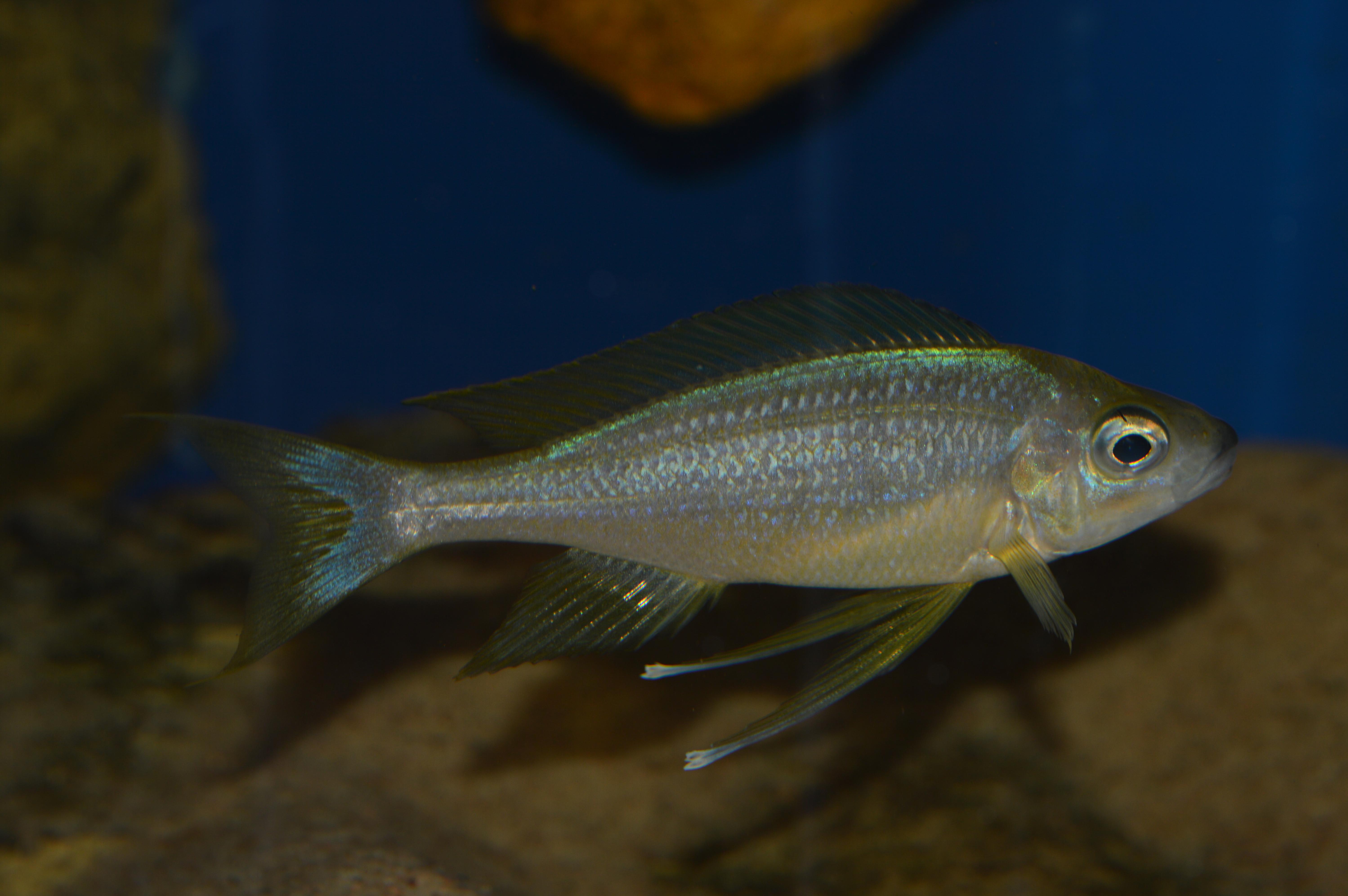 DSC_2231.jpg